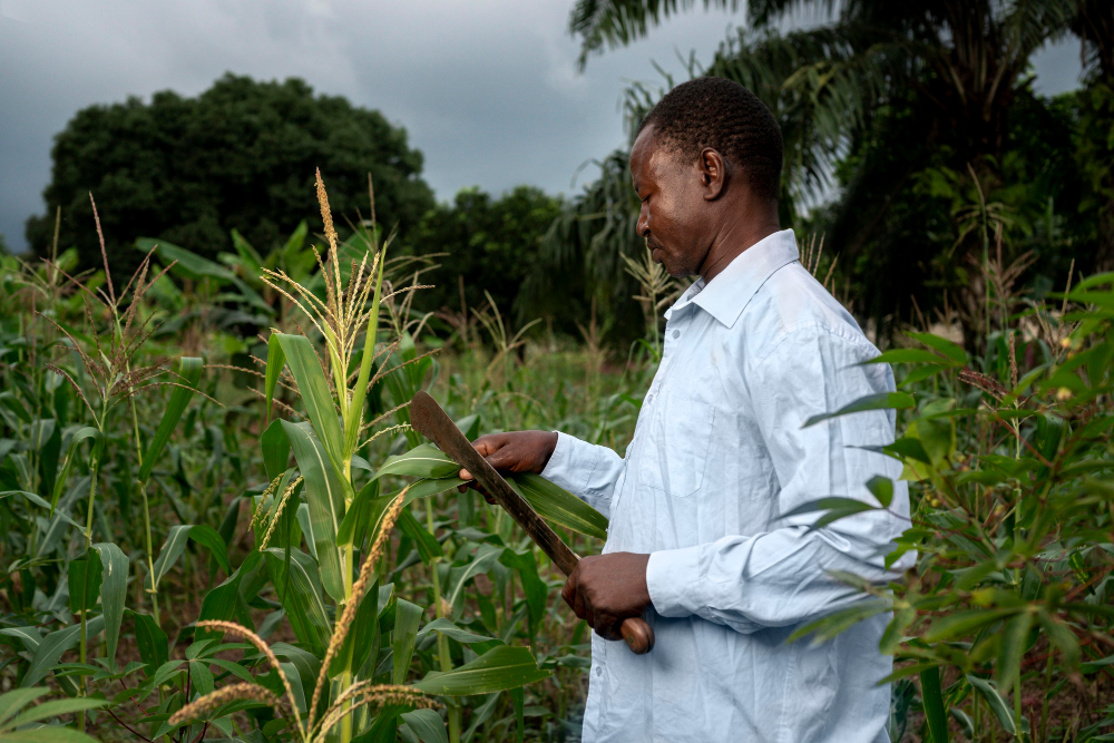 Local Nigerian farmers